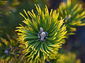 Pinus mugo Kokarde IMG_1841 Sosna kosodrzewina